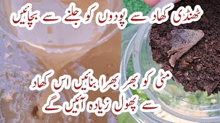 Free Organic Fertilizer for Plants in Summer | Podoun ko Sokhne se Bachae | Garmioun mei thandi khad