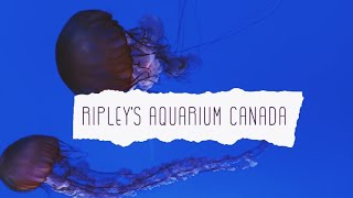 Ripley's Aquarium Toronto, Canada - Walk Tour 2019