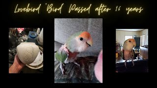 Lovebird "Bird" Passed after 16 years