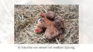 Videobewerbung RV Hainholzhof um das reitsport Magazin Hindernis