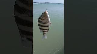 Sheepshead south padre island #shortfishing #shorts #outdoor #adventure #fishing