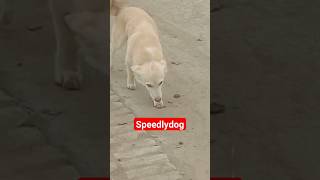 A dog running speedly#foryou #viral #youtubeshorts