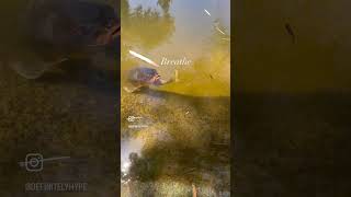 Koi Pond at the Huntington Library | # #socal  #huntingtonlibrary #koifish