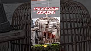 Ayam Jago #masrhadenvlog #videoshorts #ayam