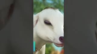 Krishna cute whatsapp status | #shorts #trending #viral #krishna #maa #love #bhakti #shortsvideo