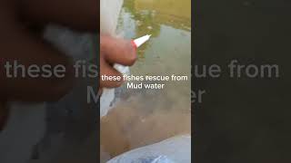 Rescue Fishes from Mud Water ‎@lensex   How to protect Fishes from dirty water #rescue #fishing #