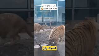 الكلب بيلعب فى عداد عمره او شارب بودر 😂