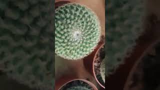 Cactus 🌵♥️