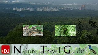 Wood Mouse and Black Woodpecker at Frankenstein | Moments #59 | Nature Travel Guide