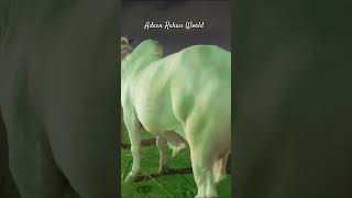 Giant And Heavy Sibbi🤍🐂🤍 #viralvideo #foryou #sibbi #qurbanistatus #youtubeshorts