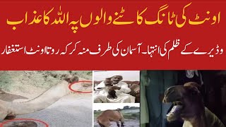 Camel Leg Cut Viral Video||اونٹ کی ٹانگ کاٹنے والوں پہ عذاب||Munazzam Pakistan