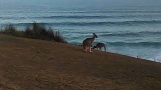 More Kangaroos near Coff's Harbour