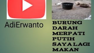 burung darah merpati putih saya lagi makan