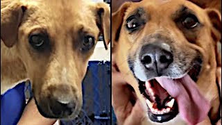 Abandoned Dog Makes Incredible Transformation!