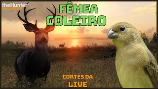 COLEIRINHA FOGOSA - CAÇA AO URSO NEGRO no jogo THE HUNTER! call of the wild!