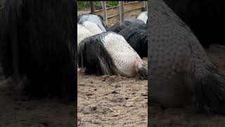 What an Ostrich do when in the rain ? | Johor Bahru Ostrich farm