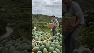 Chinesemango fruit #chinesemango #china #mango