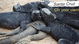 Galapagos on Your Own: Santa Cruz