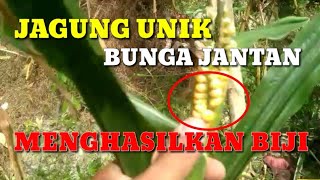 Unik, Bunga Jagung Jantan Menghasilkan Biji