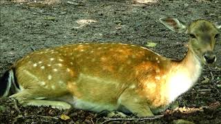 DOGAL YASAM PARKINDA BiRGÜN ve KULEYE TIRMANIS/ Hamile Ceylan / WildPark Schwarze Berge HAMBURG