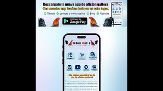 app aficion gallera