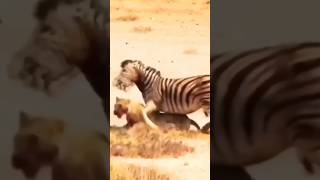 🦓Zebra Survives from the Lioness Attacks🦁 #youtube #zebra #lioness #animal #amazingfacts #ytshorts