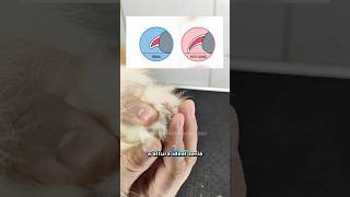 TUTORIAL - Corte de unha da MANEIRA CERTA PASSO A PASSO #pets #doggrooming #cachorro #cortedeunhas