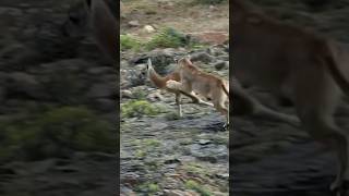 Puma hunting Guanaco #shorts #viral #trending