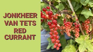 Jonkheer van Tets Red Currant