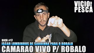 ISCAR CAMARÃO VIVO PARA O ROBALO HA BOIA E LOMBINHOS DE SARDINHA - DICA17 #DICADEPESCA #VICIODAPESCA