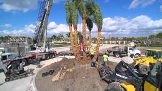 Florida Exotic Landscaping