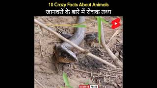 Inconceivable Facts About Animals 🐅| Amazing Facts | Weird Facts | #shorts #justujufacts