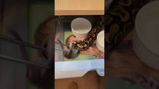 Yellow belly Ball Python feeding 😁🐍🔥