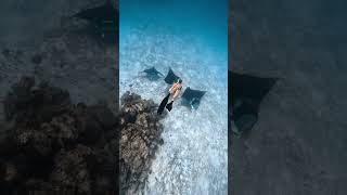 Diving with Mantas