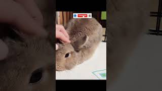 Good Bunny Likes Petting! Netherland dwarf rabbit