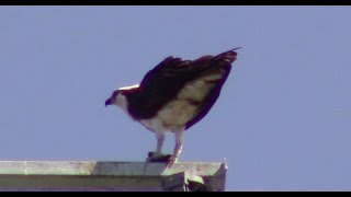 Senior Bird Walk, Meadowbrook Pond, May 26, 2023