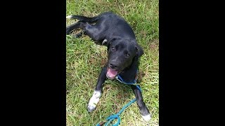 4 month old fully trained Lab puppy Scout | Houston dog training