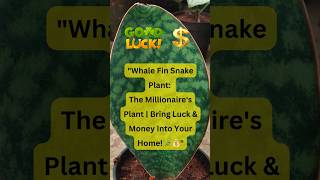 Whale Fin Snake Plant: The MILLIONAIRE'S Plant | Bring Luck Into Your Home💰🏡#luckyplants