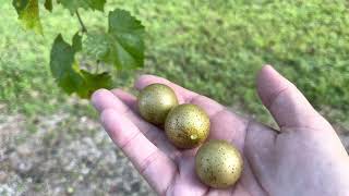 Tropical fruits Garden. Muscadine Grapes that grows in Florida Visit U-pick farm