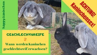 Wann werden Kaninchen geschlechtsreif?