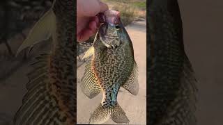 Colorado crappiefishing #Fishing,Colorado #FishingdowntownDenver #Crappiefishing #CreamTroutWorm