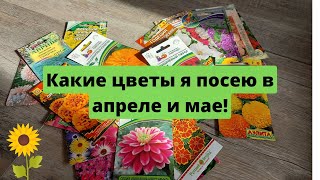 Какие цветы посеять в АПРЕЛЕ и МАЕ?