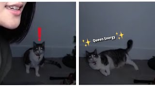 Sapporo Takes Over Ying's Stream For 9 Minutes 🐈