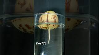 Avocado Growing in Water Time Lapse - 120 Days in 59 Seconds