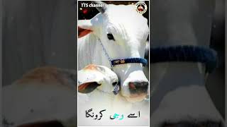 Qurbani Eid ul azha Status | Special WhatsApp status video Qurbani WhatsApp status Bakra Eid Mubarak