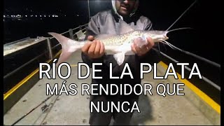 PESCA EN EL RÍO DE LA PLATA. DORADOS, PATÍES Y UN COLLAR DE BAGRES