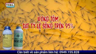 Cách ương tôm phát triển nhanh, đồng đều