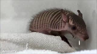 Cute ARMADILLO compilation - NEW 2019