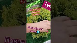 Вітаю ПІДПИШИСЬ SUBSCRIBE #garden #igła #tuje #ТУЯ #хвойні#garden #gardenlife #planting#ideas#tiktok