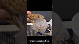 venom extraction from snakes 🐍 #snakes #venom #extraction #ctto #viral #trending #shorts